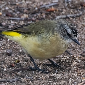 Acanthiza chrysorrhoa at Googong, NSW - 8 Feb 2020