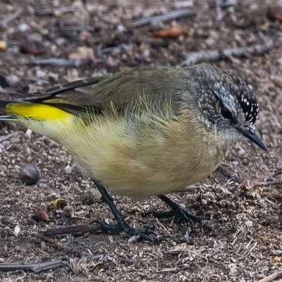 Acanthiza chrysorrhoa (Yellow-rumped Thornbill) at Googong, NSW - 8 Feb 2020 by WHall