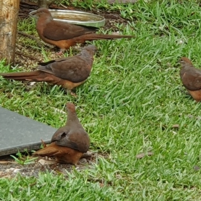 Macropygia phasianella (Brown Cuckoo-dove) at  - 10 Feb 2020 by PaulH