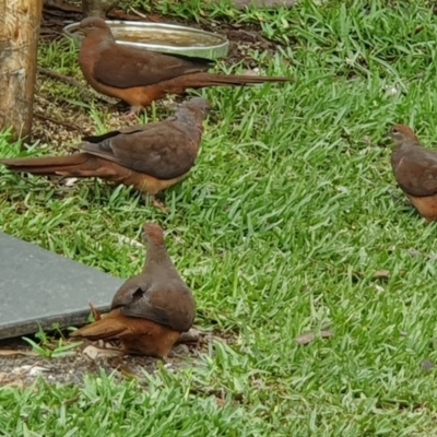 Macropygia phasianella (Brown Cuckoo-dove) at Narrawallee, NSW - 10 Feb 2020 by Paul H