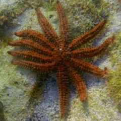 Coscinasterias muricata (Eleven-armed Seastar) at Bermagui, NSW - 24 Jan 2013 by CarB