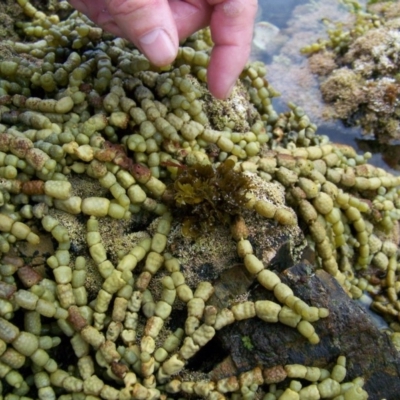 Unidentified Marine Invertebrate at Bermagui, NSW - 8 Jan 2012 by CarB