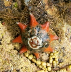 Meridiastra calcar (Eight arm Seastar) at Moruya, NSW - 8 Jan 2012 by CarB