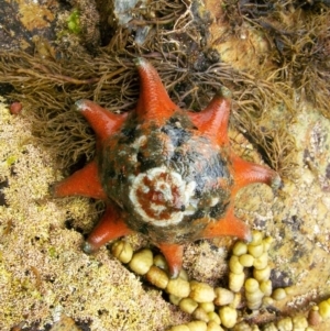 Meridiastra calcar at Turnbulls Lane - 8 Jan 2012 03:06 PM