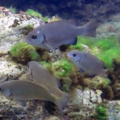 Unidentified Shark / Ray at The Blue Pool, Bermagui - 8 Mar 2013 by CarB