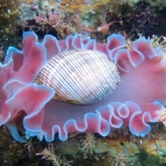 Hydatina physis (Brown-line Paperbubble) at The Blue Pool, Bermagui - 13 Apr 2013 by CarB