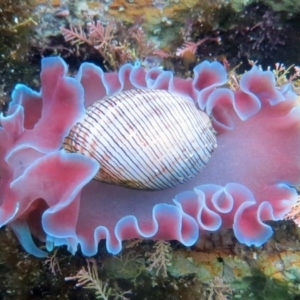 Hydatina physis at The Blue Pool, Bermagui - 14 Apr 2013