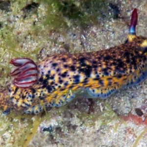 Hypselodoris obscura at The Blue Pool, Bermagui - 14 Apr 2013 08:35 AM