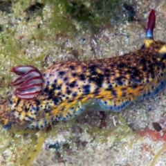 Hypselodoris obscura (Hypselodoris obscura) at - 13 Apr 2013 by CarB