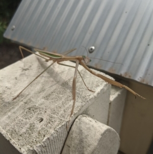 Tenodera australasiae at Moss Vale - 10 Feb 2020 12:37 PM