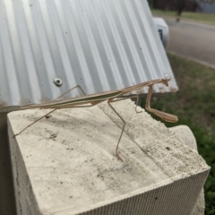 Tenodera australasiae at Moss Vale - 10 Feb 2020