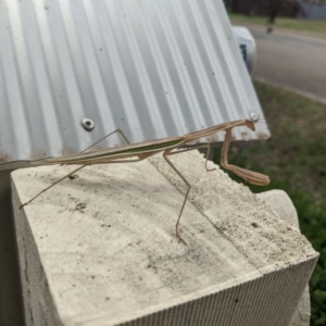Tenodera australasiae at Moss Vale - 10 Feb 2020 12:37 PM