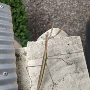 Tenodera australasiae at Moss Vale - 10 Feb 2020 12:37 PM