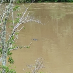 Ornithorhynchus anatinus (Platypus) at Berrima - 10 Feb 2020 by JJR