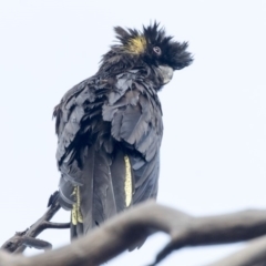 Zanda funerea (Yellow-tailed Black-Cockatoo) at Higgins, ACT - 9 Feb 2020 by Alison Milton
