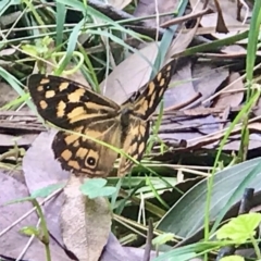 Heteronympha paradelpha (Spotted Brown) at Acton, ACT - 10 Feb 2020 by PeterR