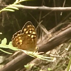 Heteronympha paradelpha at Acton, ACT - 10 Feb 2020