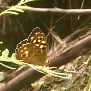 Heteronympha paradelpha at Acton, ACT - 10 Feb 2020