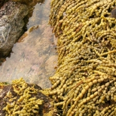 Hormosira banksii (Neptune's Necklace) at Bermagui, NSW - 8 Jan 2012 by CarB