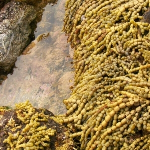 Hormosira banksii at The Blue Pool, Bermagui - 8 Jan 2012