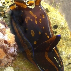 Philinopsis cyanea at Bermagui, NSW - 10 Mar 2004 by CarB