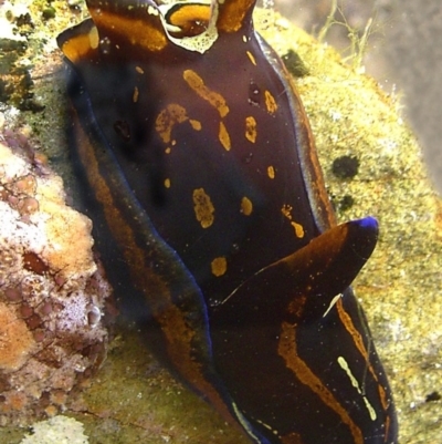 Philinopsis cyanea at The Blue Pool, Bermagui - 11 Mar 2004 by CarB