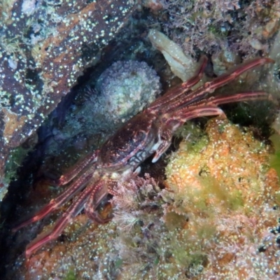 Plagusia chabrus (Red Bait Crab) at The Blue Pool, Bermagui - 6 Mar 2013 by CarB