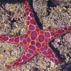 Plectaster decanus (Seastar) at Bermagui, NSW - 7 Sep 2013 by CarB