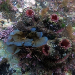 Pyura stolonifera (Cunjevoi) at The Blue Pool, Bermagui - 7 Apr 2013 by CarB