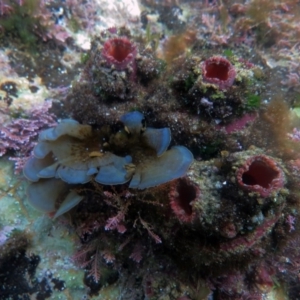 Pyura stolonifera at The Blue Pool, Bermagui - 8 Apr 2013