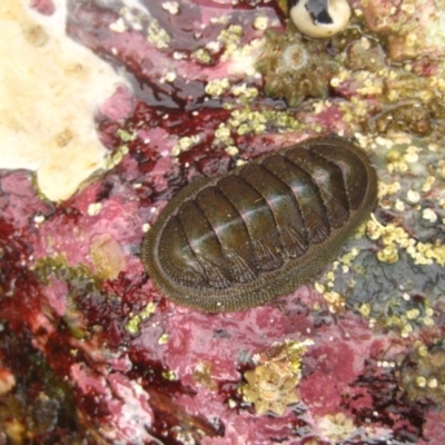 Unidentified Chiton at The Blue Pool, Bermagui - 8 Jan 2012 by CarB