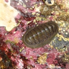 Ischnochiton (Ischnoradsia) australis at The Blue Pool, Bermagui - 8 Jan 2012 by CarB