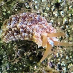 Spurilla major at The Blue Pool, Bermagui - 25 Mar 2013 by CarB
