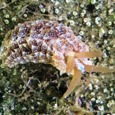 Unidentified Sea Slug, Sea Hare or Bubble Shell at The Blue Pool, Bermagui - 24 Mar 2013 by CarB