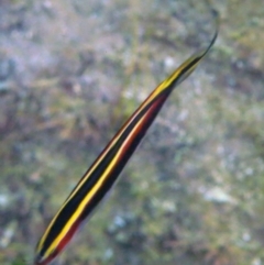 Trachinops taeniatus (Eastern Hulafish) at The Blue Pool, Bermagui - 11 Apr 2013 by CarB