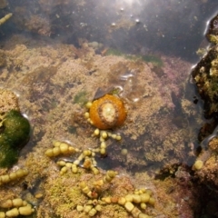 Umbraculum umbraculum (Atlantic Umbrella Slug) at The Blue Pool, Bermagui - 8 Jan 2012 by CarB