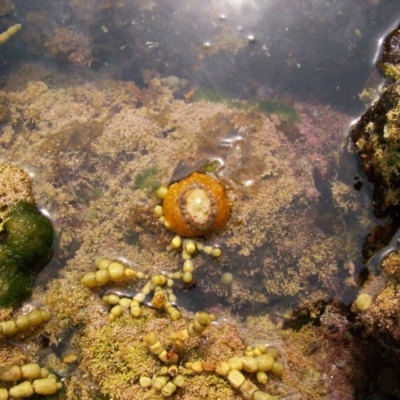 Umbraculum umbraculum (Atlantic Umbrella Slug) at Bermagui, NSW - 8 Jan 2012 by CarB