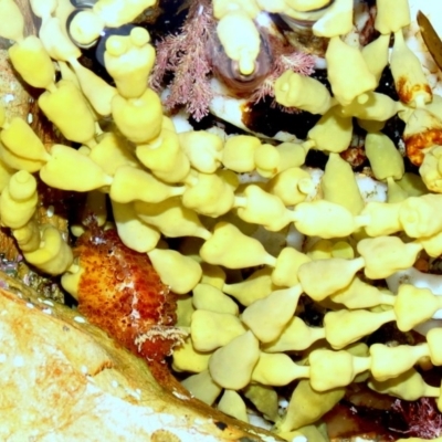 Unverified Sea Slug, Sea Hare or Bubble Shell at The Blue Pool, Bermagui - 21 Jan 2012 by CarB