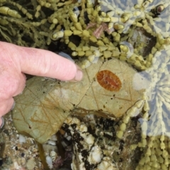 Unverified Sea Slug, Sea Hare or Bubble Shell at The Blue Pool, Bermagui - 21 Jan 2012 by CarB