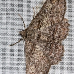 Cleora displicata (A Cleora Bark Moth (Boarmiini) at Paddys River, ACT - 11 Nov 2018 by Thommo17