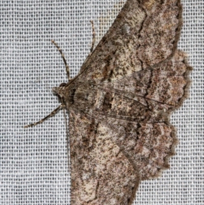 Cleora displicata (A Cleora Bark Moth (Boarmiini) at Paddys River, ACT - 11 Nov 2018 by Thommo17