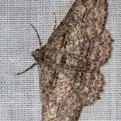 Cleora displicata (A Cleora Bark Moth) at Paddys River, ACT - 11 Nov 2018 by Thommo17