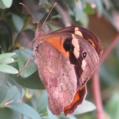Heteronympha merope (Common Brown Butterfly) at Flynn, ACT - 10 Feb 2020 by Christine