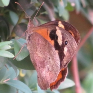 Heteronympha merope at Flynn, ACT - 10 Feb 2020 04:02 PM