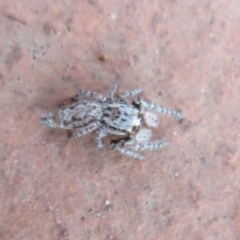 Unidentified Jumping or peacock spider (Salticidae) at Flynn, ACT - 10 Feb 2020 by Christine