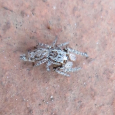 Salticidae (family) (Jumping spider) at Flynn, ACT - 10 Feb 2020 by Christine