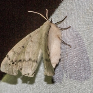 Chenuala heliaspis at Paddys River, ACT - 14 Mar 2018