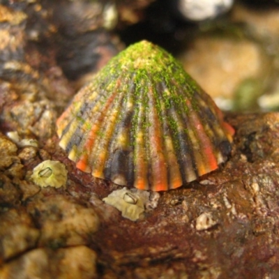 Unidentified Other crustacean at Bermagui, NSW - 8 Jan 2012 by CarB