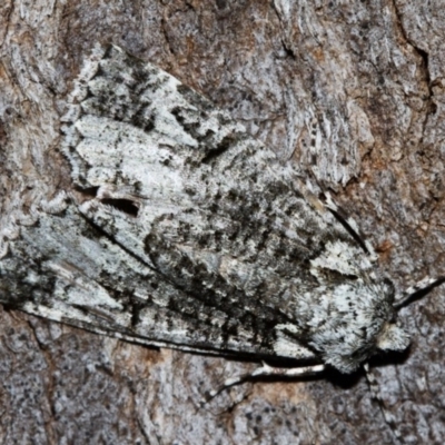 Chlenias ochrocrana (White-point Crest-moth) at Paddys River, ACT - 9 May 2018 by Thommo17