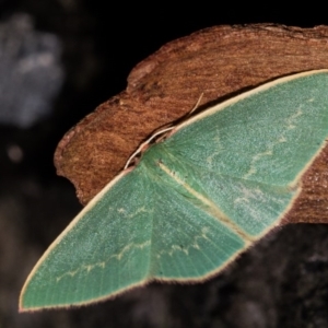 Chlorocoma dichloraria at Paddys River, ACT - 14 Mar 2018 08:17 PM